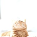 리버동물의료센터 이미지