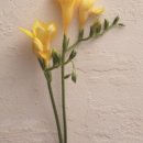 개나리꽃집 이미지