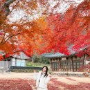 백제나루 영농조합법인 | 충남 공주 가볼만한곳 단풍명소 3곳 메타세콰이어길 마곡사 단풍 실시간