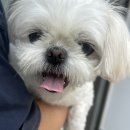 멍멍아 미용하러 가자 이미지