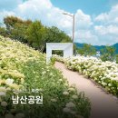 6월 전남 가볼만한곳 화순 남산공원 수국 꽃구경