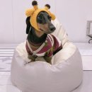 애견보육센터 하늘개린이집 | 2018 코리아펫쇼 코펫 양재at 센터 주말 다녀온 후기 :-) 애견동반 가능해요! (목줄 똥츄 필수)