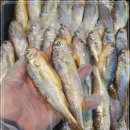 4월 4일(화) 목포는항구다 생선카페 판매생선[ 생물 참조기(200미), 특대갈치, 민어(통치) , 열기 ] 이미지