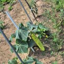 처음농장 이미지