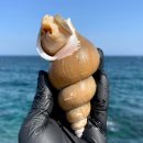 골뱅이상회 이미지