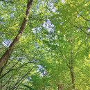 시민의숲산책로1-1 이미지