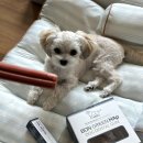 피피도그 이미지