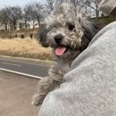 스타일좋개 이미지