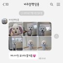 비주얼펫살롱 | 광주 북구 양산동 애견미용실 추천 "비주얼 펫살롱" 💓