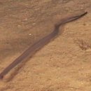 오리와 장어 이미지