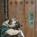 삼천리 자전거 앞 | 전주 애견동반 여행 강아지랑 갈만한곳 전주한옥마을 전주난장