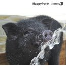 황금돼지 - 광양시 중마로 197 | 황금돼지
