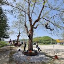 아보리스트 2급 자격증 과정 이미지