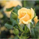 장미축제 이미지