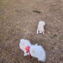 엘디마트 | 전남 애견 글램핑 장흥 땡땡이글램핑 개별울타리 수목원산책로 | 프리미엄 2호 후기