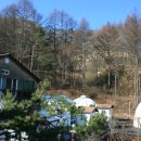 숲속의 이글루 이미지