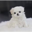 몽냥몽냥 강아지분양 은평점 이미지