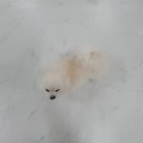 봉순두부 이미지