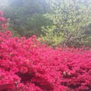 4월14일 대구팔공산벚꽃축제 이미지
