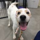 용인시 동물보호센터 이미지