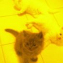 내방안 고양이 이미지