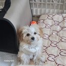 어서와 댕댕아 이미지