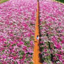 "전국 1등 꽃밭이라는 소문, 가보니 사실이었어요" 6,000평이 붉게 물든 작약꽃 명소 이미지