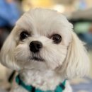 서래로7길 7 (1) 이미지