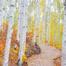 자작나무 숲 이미지