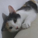 PRETTY OPPA 이미지