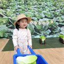 11월 26일 얌얌오감놀이 - 배추🥬 이미지