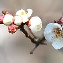 오월정(梧月亭) 이미지
