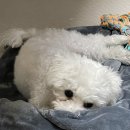 푸름켄넬 이미지