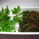 지리산야생삼 이미지