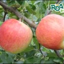 사과시험장 앞 이미지