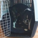 장군켄넬 이미지