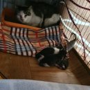 형제그린 이미지