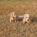 프리미엄 켄넬 이미지