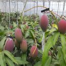 박종수농장 이미지