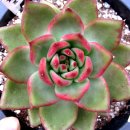 포에버농장 이미지