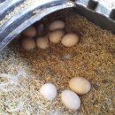 부성농장 이미지