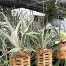 환성농장 이미지