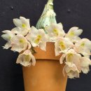 Clowesia Rebecca Northen 'Mikabi 이미지