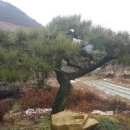 안골농장 이미지