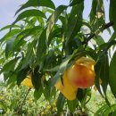 선아 농장 이미지