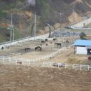 장수승마장 이미지