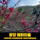 청매실농원 | 광양 매화마을 홍쌍리 청매실농원