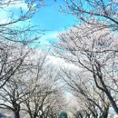연천명소코스 | [경기북부 숨은 벚꽃길 추천] 2026년 연천 벚꽃 개화시기🌸 군남댐 벚꽃 명소(+드라이브가능)