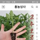 오늘 서산 흥농 종묘에서 이미지