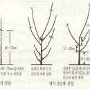 매실나무 재배기술 이미지